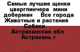Самые лучшие щенки цвергпинчера (мини доберман) - Все города Животные и растения » Собаки   . Астраханская обл.,Астрахань г.